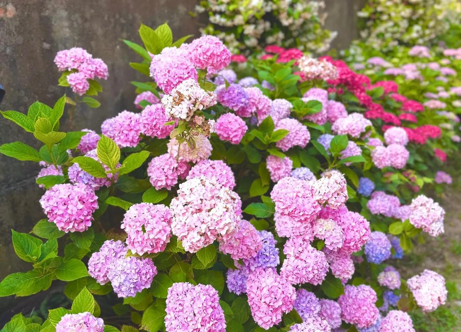 Villa La Dogana B&B Di Charme - Historic Villa With A Beautiful Garden - Private Parking Lucca
